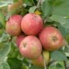 Roter Boskoop Malus Domestica -Pflanzen Verkäufe Roter Boskoop 2