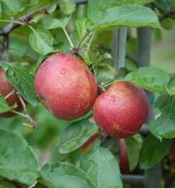 Roter Boskoop Malus Domestica -Pflanzen Verkäufe Roter Boskoop Apfel