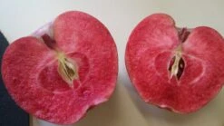Rotfleischiger Apfel Malus Domestica -Pflanzen Verkäufe Rotfleischiger Apfel57c42f5d1eba4
