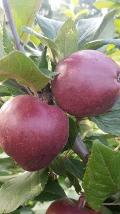 Rotfleischiger Apfel Malus Domestica -Pflanzen Verkäufe Rotfleishciger APfel
