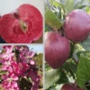 Rotfleischiger Apfel Malus Domestica 1 Rotfleischiger Apfel Malus Domestica -Pflanzen Verkäufe Rotflischiger Apfel collage