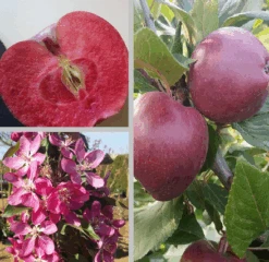 Rotfleischiger Apfel Malus Domestica