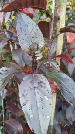 Zierapfel Royalty Malus `Royalty´ -Pflanzen Verkäufe Royalty