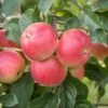 Rubinola Ⓢ Malus Domestica `Rubinola´ -Pflanzen Verkäufe RubinolaSFv5uUYf1Q6wu