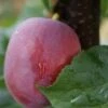 Rote Säulen-Mirabelle `Ruby´ Wurzelnackt Prunus Domestica Subsp. Syriaca `Ruby´ -Pflanzen Verkäufe Ruby1Umyj4jbKJzw5I