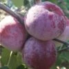 Russinka Malus Domestica `Russinka´ -Pflanzen Verkäufe Russinka1