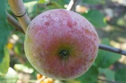 Russinka Malus Domestica `Russinka´ -Pflanzen Verkäufe Russinka3