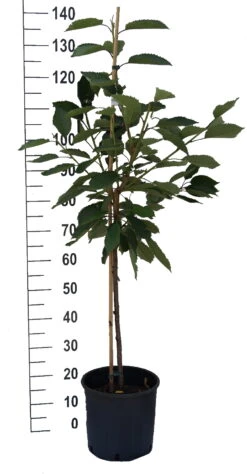 Große Schwarze Knorpelkirsche Prunus Avium `Große Schwarze Knorpelkirsche´ -Pflanzen Verkäufe S sskirsche Beispiel BuschbaumDvgaQZy46rR0d