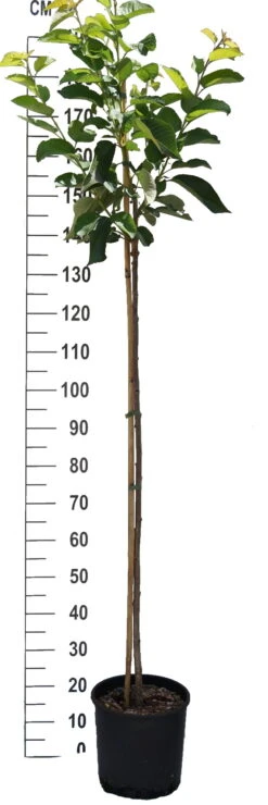 Hedelfinger Riesenkirsche Prunus Avium `Hedelfinger Riesenkirsche´ -Pflanzen Verkäufe S sskirsche Beispiel HalbstammNNXIGBEBNFkxs