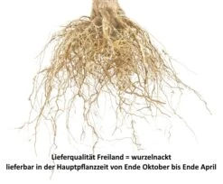 Regina Prunus Avium `Regina´ -Pflanzen Verkäufe S sskirsche Beispiel wurzelnacktyvP2n1c3jTivb