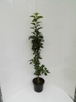 Säulensauerkirsche `Jachim´ Prunus Cerasus `Jachim´ -Pflanzen Verkäufe S ulensauerkirsche