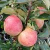 Zwergapfel Maloni® `Sally´® Malus Domestica `Sally´ -Pflanzen Verkäufe Sally Frucht