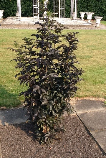 Holunder-Säule Black Tower (R) Sambucus Nigra `Black Tower´ 4 Holunder-Säule Black Tower (R) Sambucus Nigra `Black Tower´ - Image 2