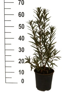 Sanddorn-Set - Kompakte Sorten (männlich&weiblich) Hippophae Rhamnoides 5 Sanddorn-Set - Kompakte Sorten (männlich&weiblich) Hippophae Rhamnoides -Pflanzen Verkäufe Sanddorn Titty