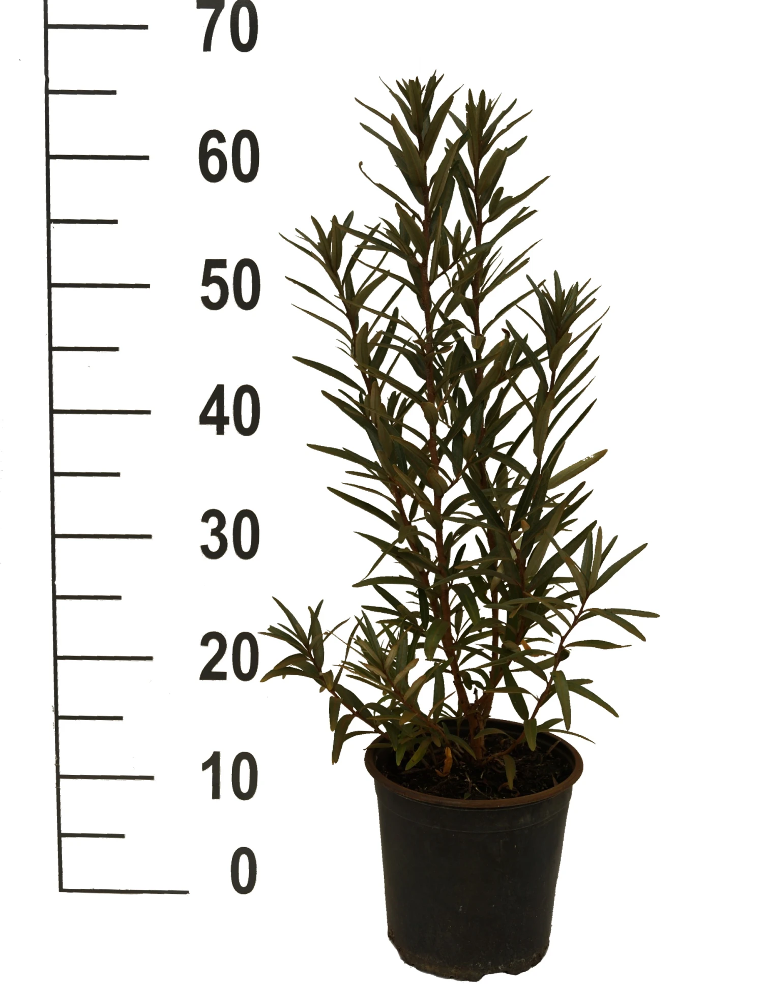 Sanddorn-Set - Kompakte Sorten (männlich&weiblich) Hippophae Rhamnoides 4 Sanddorn-Set - Kompakte Sorten (männlich&weiblich) Hippophae Rhamnoides - Image 2