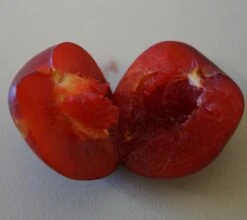 Santa Rosa Japanische Pflaume Prunus Salicina `Santa Rosa´ -Pflanzen Verkäufe Santa rosa fruchtfleisch