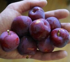 Santa Rosa Japanische Pflaume Prunus Salicina `Santa Rosa´ -Pflanzen Verkäufe Santa rosa45