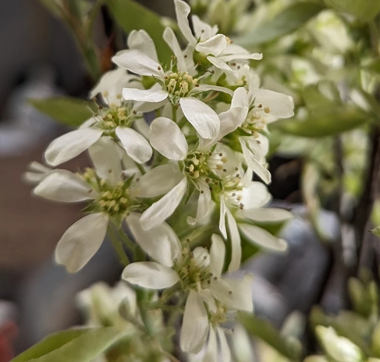 Felsenbirne `Saskablue®´ Amelanchier Alnifolia `Saskablue´ 4 Felsenbirne `Saskablue®´ Amelanchier Alnifolia `Saskablue´ - Image 2