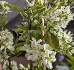 Saskatoon Berry Amelanchier Alnifolia `Saskatoon Berry´ -Pflanzen Verkäufe Saskatoon berry Bl te