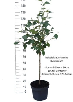 Achat Ⓢ Prunus Cerasus `Achat´ -Pflanzen Verkäufe Sauerkirsche Beispiel BuschbaumdBrYecBQVDdJb