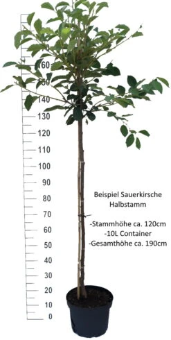 Morellenfeuer Prunus Cerasus `Morellenfeuer´ -Pflanzen Verkäufe Sauerkirsche Beispiel Halbstamm