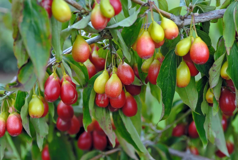 Großfrüchtige Kornelkirsche `Schönbrunner Gourmet Dirndl´ Cornus Mas `Schönbrunner Gourmetdirndl´ 4 Großfrüchtige Kornelkirsche `Schönbrunner Gourmet Dirndl´ Cornus Mas `Schönbrunner Gourmetdirndl´ - Image 2