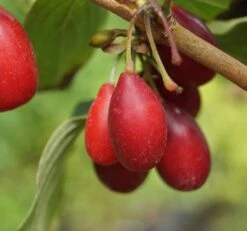 Großfrüchtige Kornelkirsche `Schönbrunner Gourmet Dirndl´ Cornus Mas `Schönbrunner Gourmetdirndl´ 11 Großfrüchtige Kornelkirsche `Schönbrunner Gourmet Dirndl´ Cornus Mas `Schönbrunner Gourmetdirndl´ -Pflanzen Verkäufe Sch nbrunner2