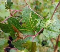 Porzellanbeere / Scheinrebe `Elegans´ Ampelopsis Brevipedunculata `Elegans´ -Pflanzen Verkäufe Scheinrebe Amelopsis