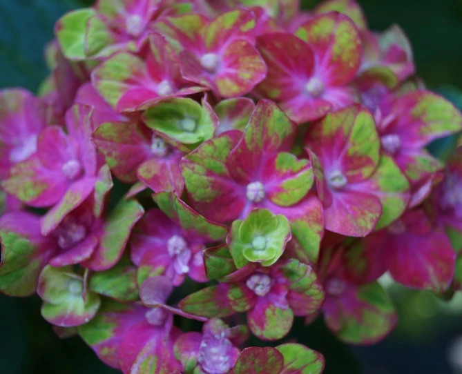Bauern-Hortensie `Schloss Wackerbarth´ Hydrangea Macrophylla `Schloss Wackerbarth´ 4 Bauern-Hortensie `Schloss Wackerbarth´ Hydrangea Macrophylla `Schloss Wackerbarth´ - Image 2