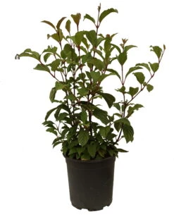 Duftender Winterschneeball `Dawn´ Viburnum Bodnantense `Dawn´ -Pflanzen Verkäufe Schneeball Dawn weiss