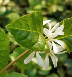 Schneeflockenstrauch Chionanthus Retusus 7 Schneeflockenstrauch Chionanthus Retusus -Pflanzen Verkäufe Schneeflockenstrauch1