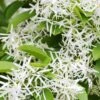 Schneeflockenstrauch Chionanthus Retusus -Pflanzen Verkäufe SchneeflockenstrauchU0XfCnfeeoPh6