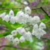 Schneeglöckchenbaum Halesia Carolina -Pflanzen Verkäufe Schneegl ckchenbaum Halesia carolina erweiterte Lizenz