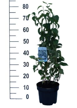 Bauern-Jasmin `Schneesturm´ Philadelphus Coronarius `Schneesturm´ 7 Bauern-Jasmin `Schneesturm´ Philadelphus Coronarius `Schneesturm´ -Pflanzen Verkäufe Schneesturm