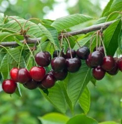 Schneiders Späte Knorpelkirsche Prunus Avium `Schneider´s Späte Knorpelkirsche´