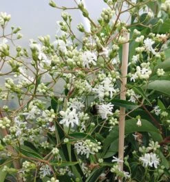 Sieben-Söhne-des-Himmels-Strauch Heptacodium Miconioides -Pflanzen Verkäufe Sieben S hne