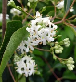 Sieben-Söhne-des-Himmels-Strauch Heptacodium Miconioides -Pflanzen Verkäufe Sieben S hne des Himmels