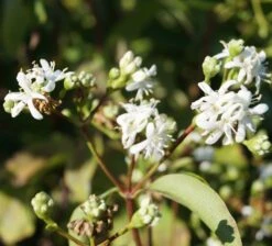Sieben-Söhne-des-Himmels-Strauch Heptacodium Miconioides -Pflanzen Verkäufe Sieben S hne des himmels 1