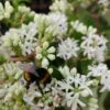 Sieben-Söhne-des-Himmels-Strauch Heptacodium Miconioides -Pflanzen Verkäufe Sieben S hne mit Hummel