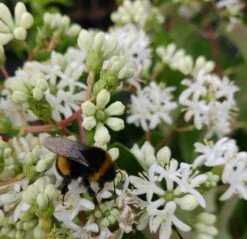 Sieben-Söhne-des-Himmels-Strauch Heptacodium Miconioides