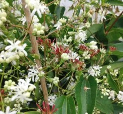 Sieben-Söhne-des-Himmels-Strauch Heptacodium Miconioides -Pflanzen Verkäufe Sieben s hne1