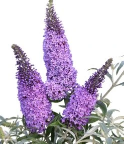 Schmetterlingsflieder Butterfly Candy® (versch. Farben) Buddleja Davidii 12 Schmetterlingsflieder Butterfly Candy® (versch. Farben) Buddleja Davidii -Pflanzen Verkäufe Sommerflieder lila blau