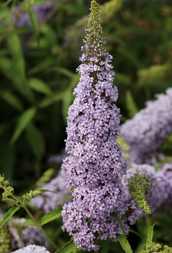 Schmetterlingsflieder Butterfly Candy® (versch. Farben) Buddleja Davidii 7 Schmetterlingsflieder Butterfly Candy® (versch. Farben) Buddleja Davidii - Image 5