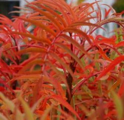 Eberesche `Dodong´ Sorbus Conmixta `Dodong´ -Pflanzen Verkäufe Sorbus Dodong4