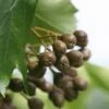 Elsbeere Sorbus Torminalis -Pflanzen Verkäufe Sorbus torminalis 3