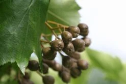 Elsbeere Sorbus Torminalis