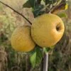 Spanischer Krautapfel Malus Domestica `Spanischer Krautapfel´ -Pflanzen Verkäufe Spanischer Krautapfel