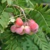 Speierling Sorbus Domestica -Pflanzen Verkäufe SpeierlingtHoP7oi6RjdJ1