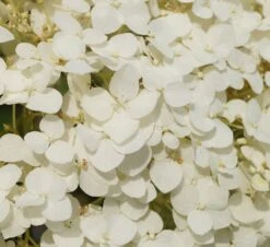 Garten-Hortensie `Incrediball®´ Hydrangea Arborescens -Pflanzen Verkäufe Strong anabelle