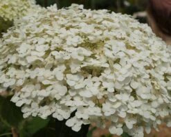 Garten-Hortensie `Incrediball®´ Hydrangea Arborescens -Pflanzen Verkäufe Strong anabelle1